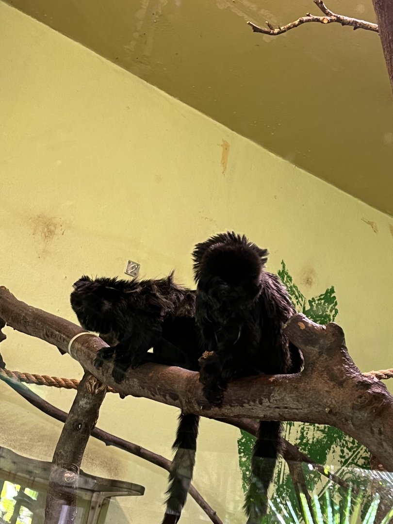 Goeldi’s monkeys 8.6.24
