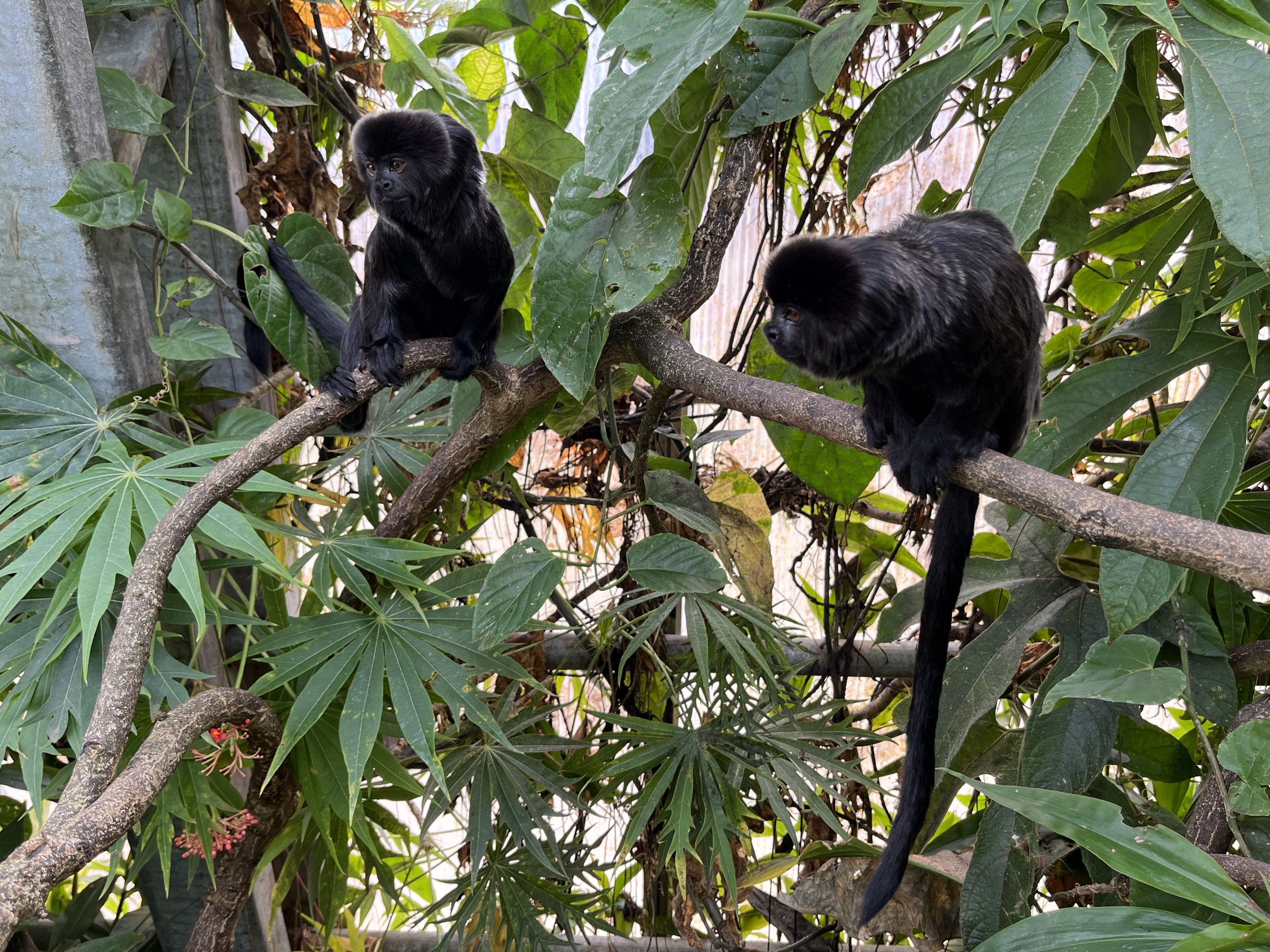 Goeldi’s Monkeys (bold!)