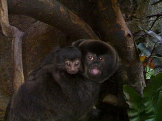 Goeldi's Monkeys, Singapore Zoo