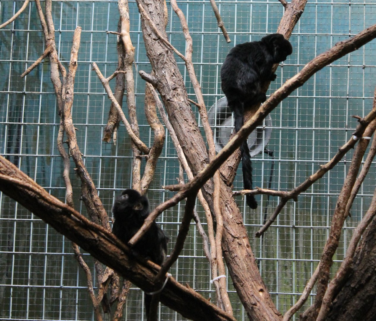 Goeldi's monkeys