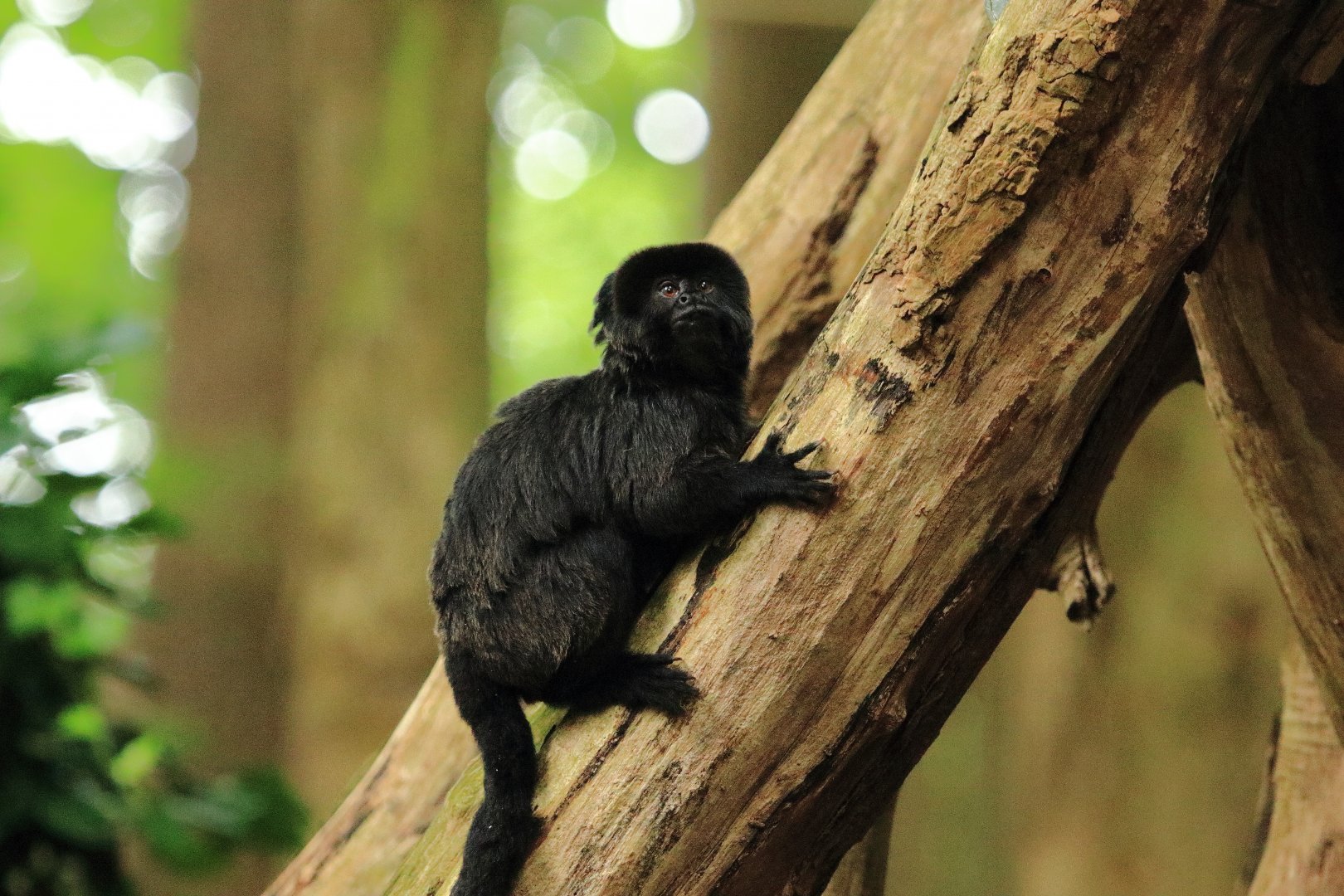 Goeldi's tamarin (July 2020)