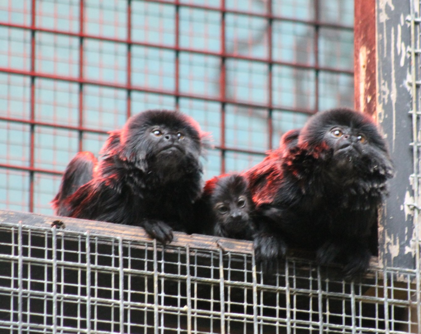 Goeldi's tamarins with young