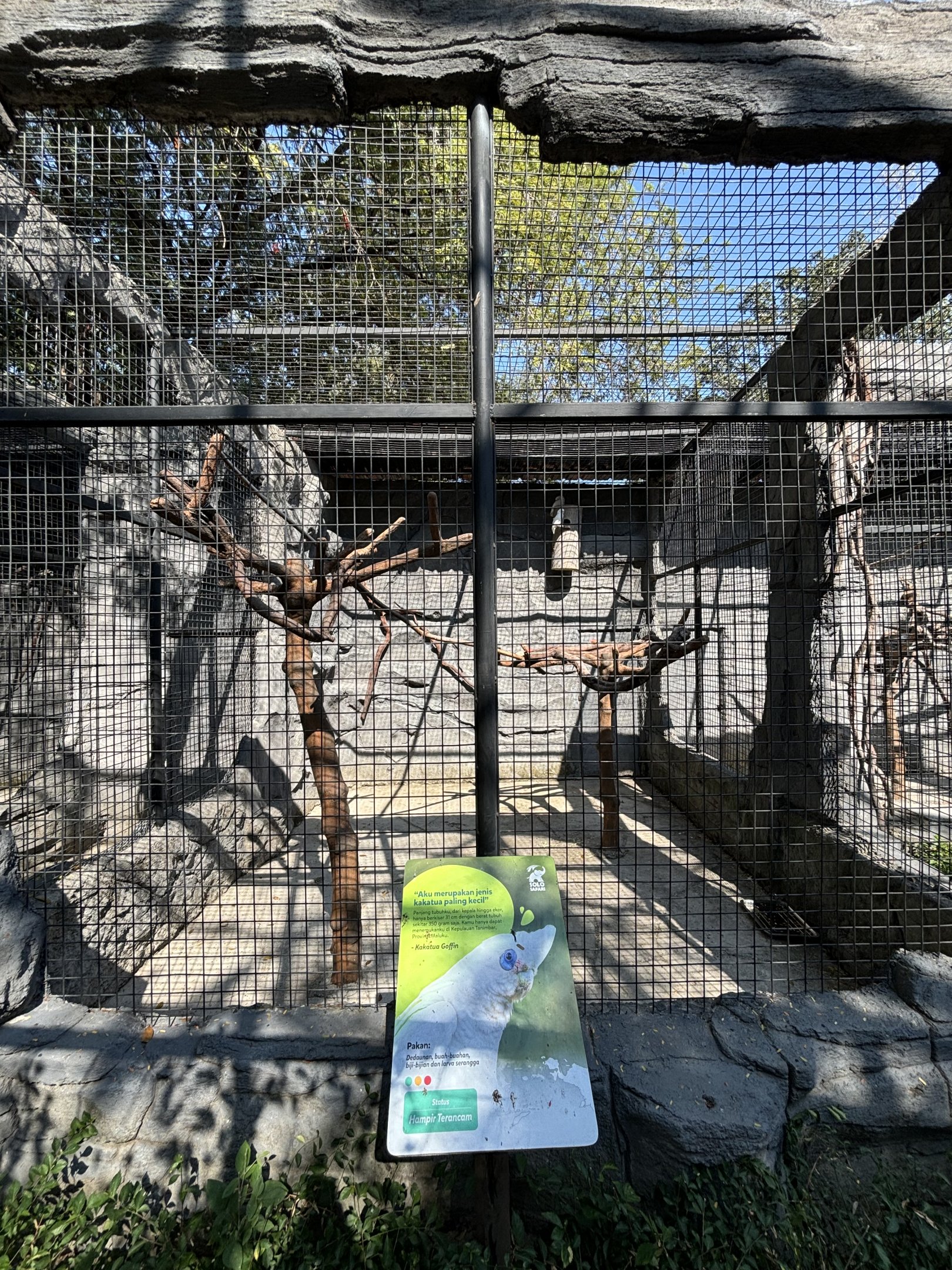 Goffin Cockatoo Aviary - Solo Safari