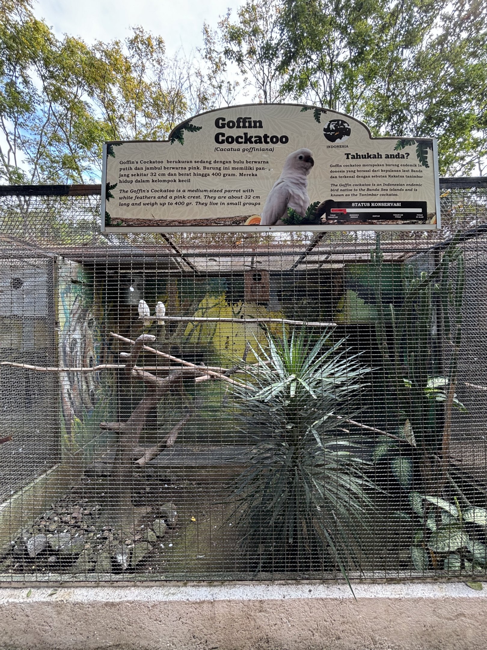 Goffin Cockatoo Aviary