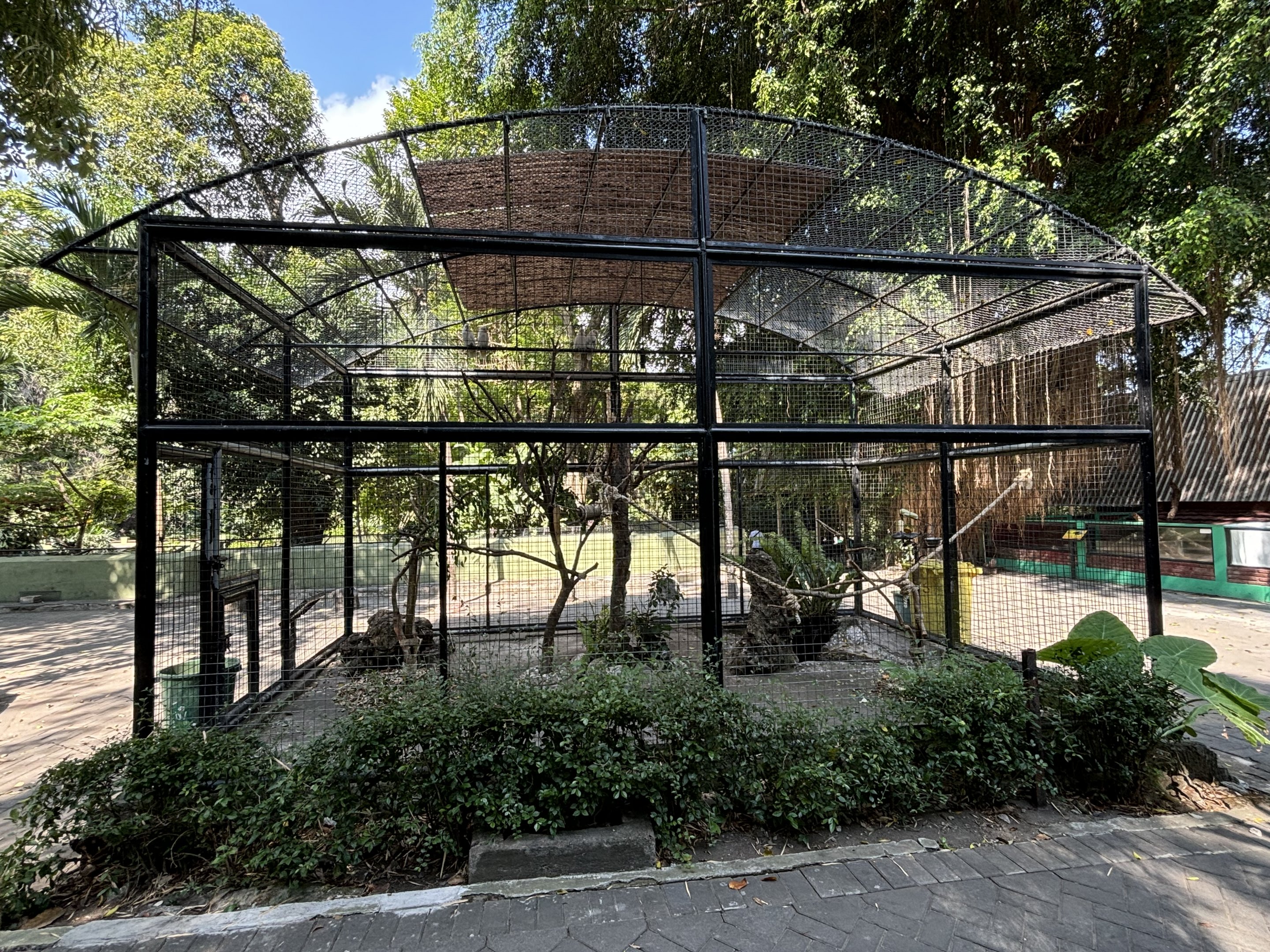 Goffin Cockatoo Aviary