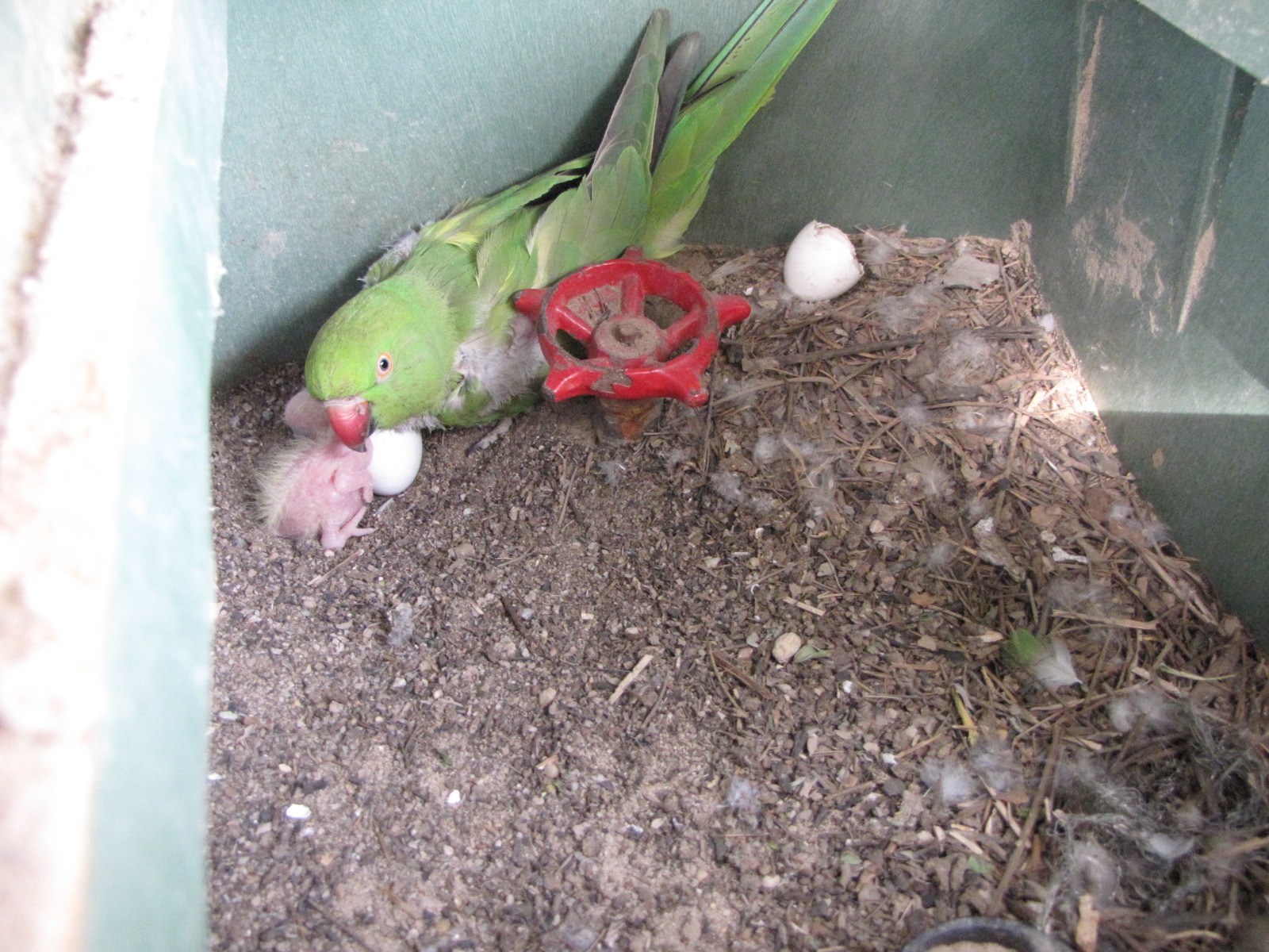 goffin cockatoo chick raised by indian rose ring parakeet