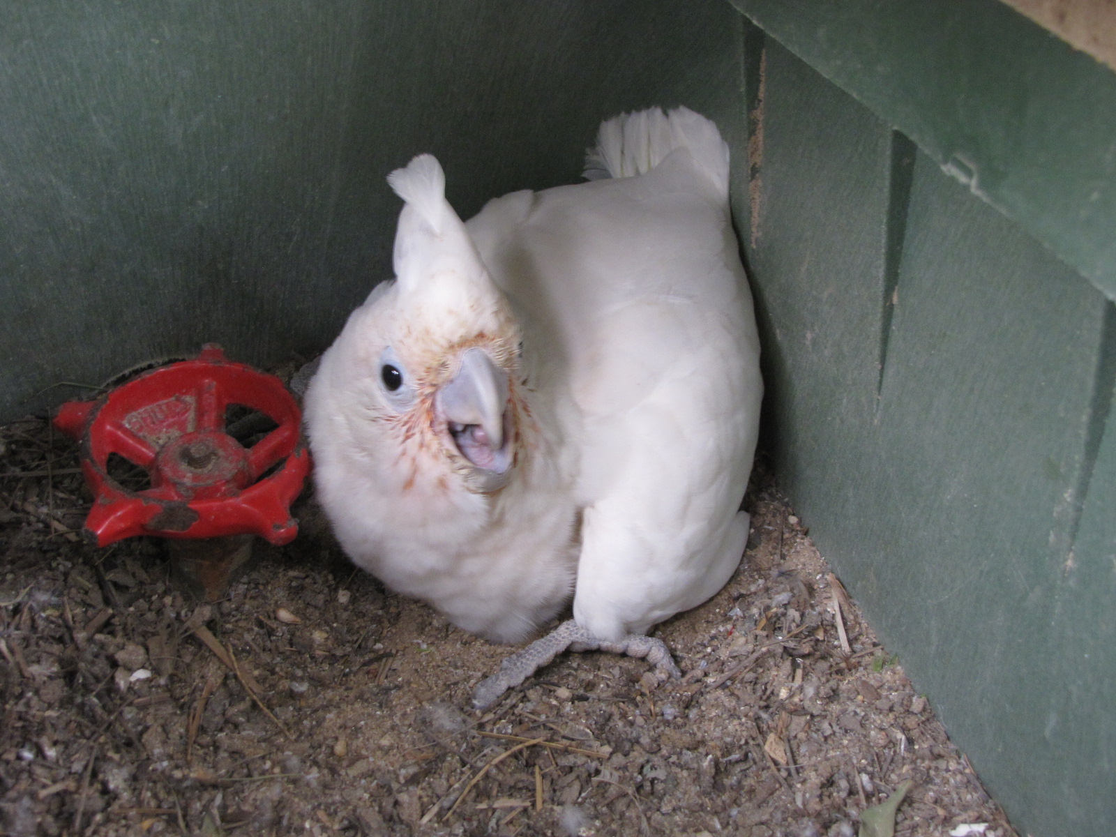goffin cockatoo chick raised by indian rose ring parakeet