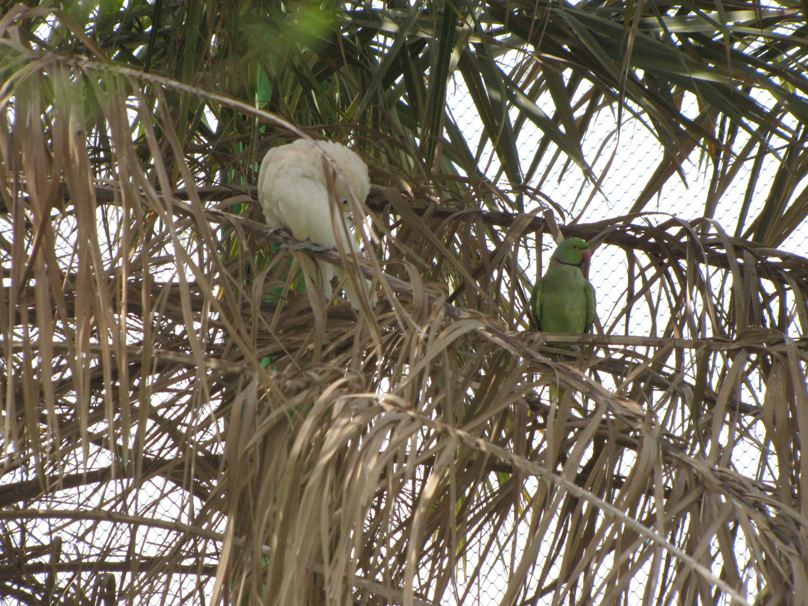 goffin cockatoo chick raised by indian rose ring parakeet