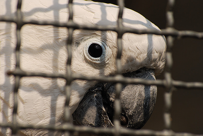 Goffin´s cockatoo in Solingen Fauna