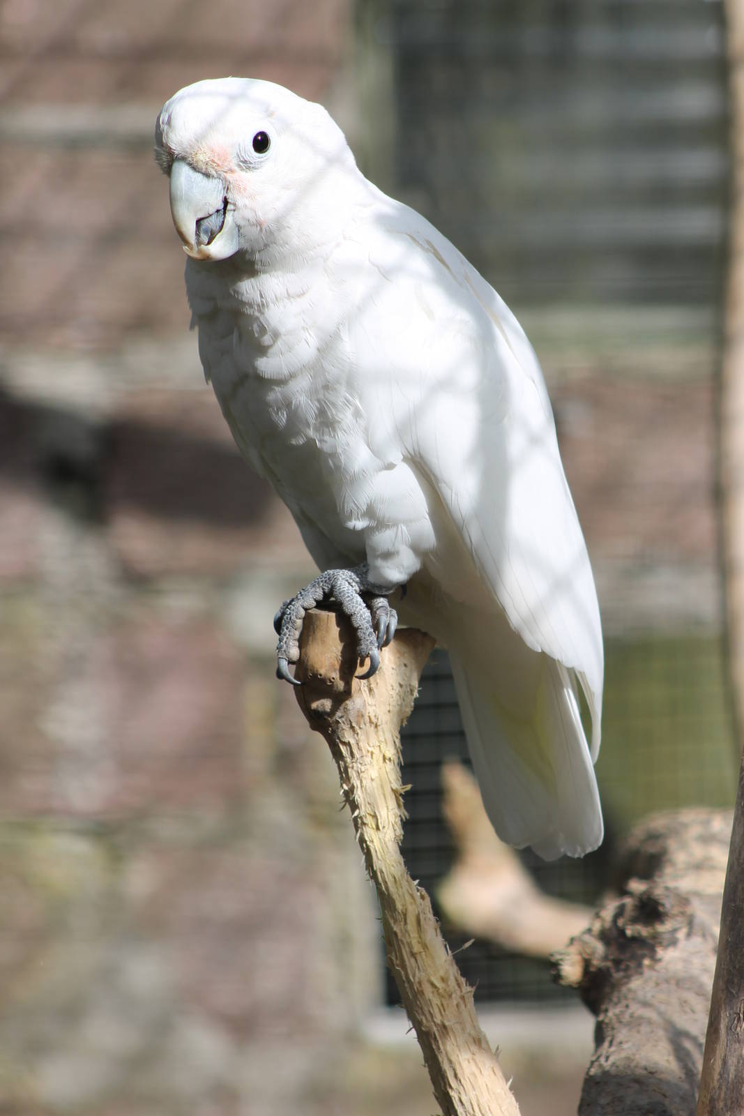 goffin´s cockatoo