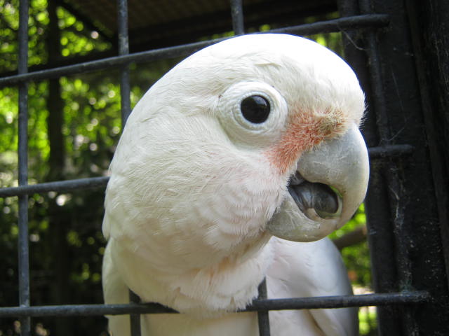 Goffins Cockatoo 2017