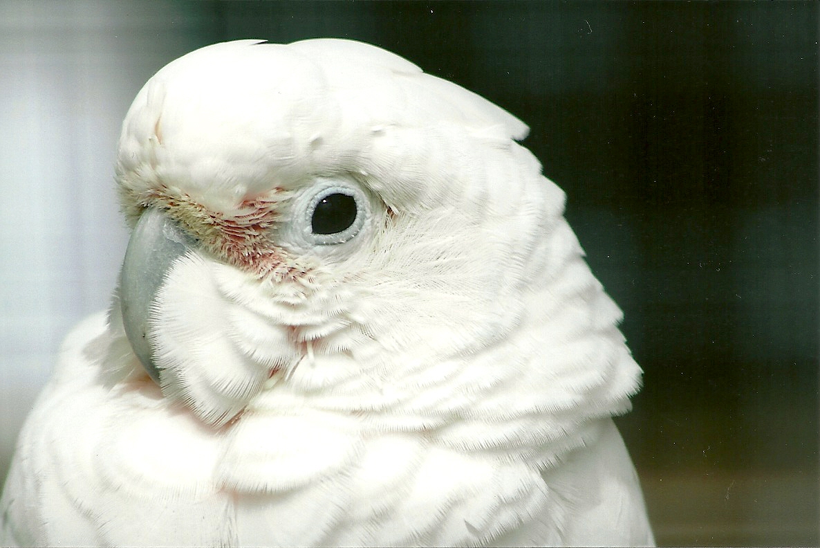Goffin's Cockatoo 5th September 2011