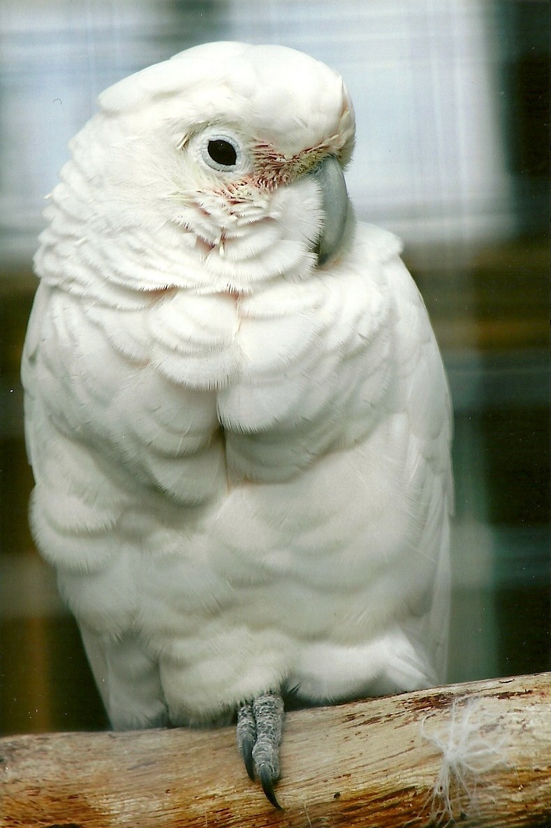 Goffin's Cockatoo 5th September 2011