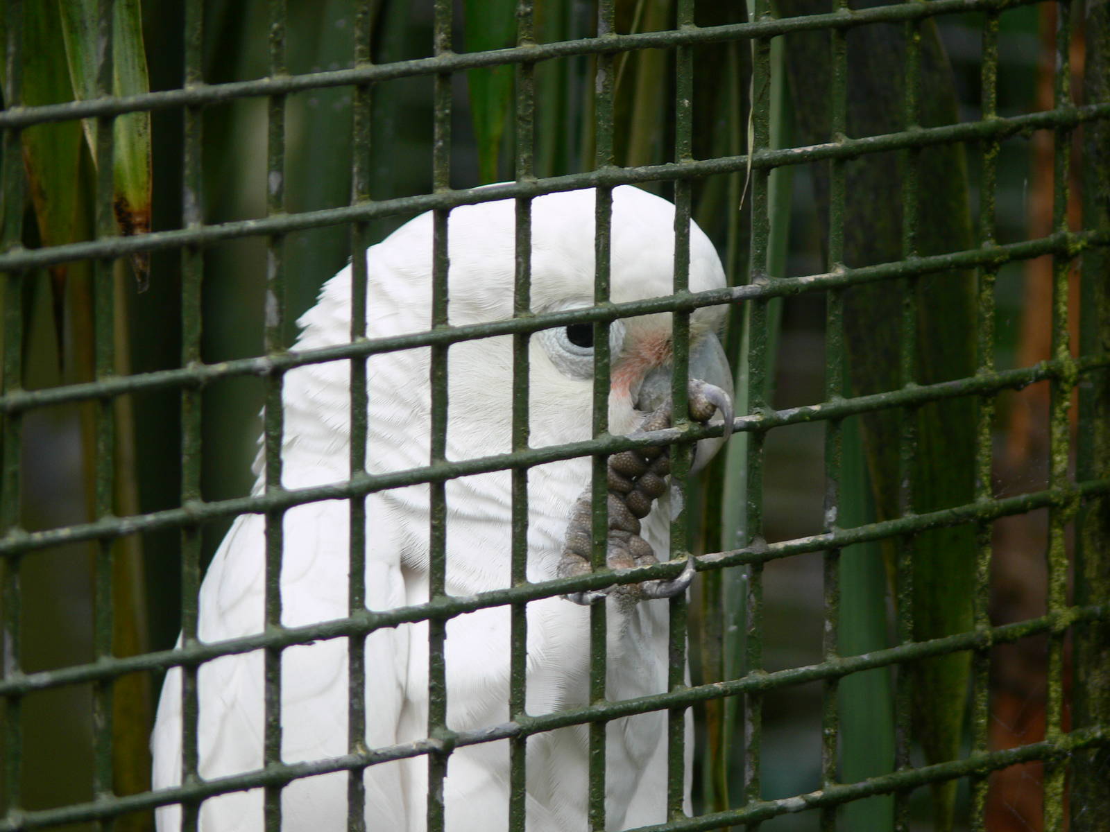 Goffin's Cockatoo at Dudley, 02/11/13