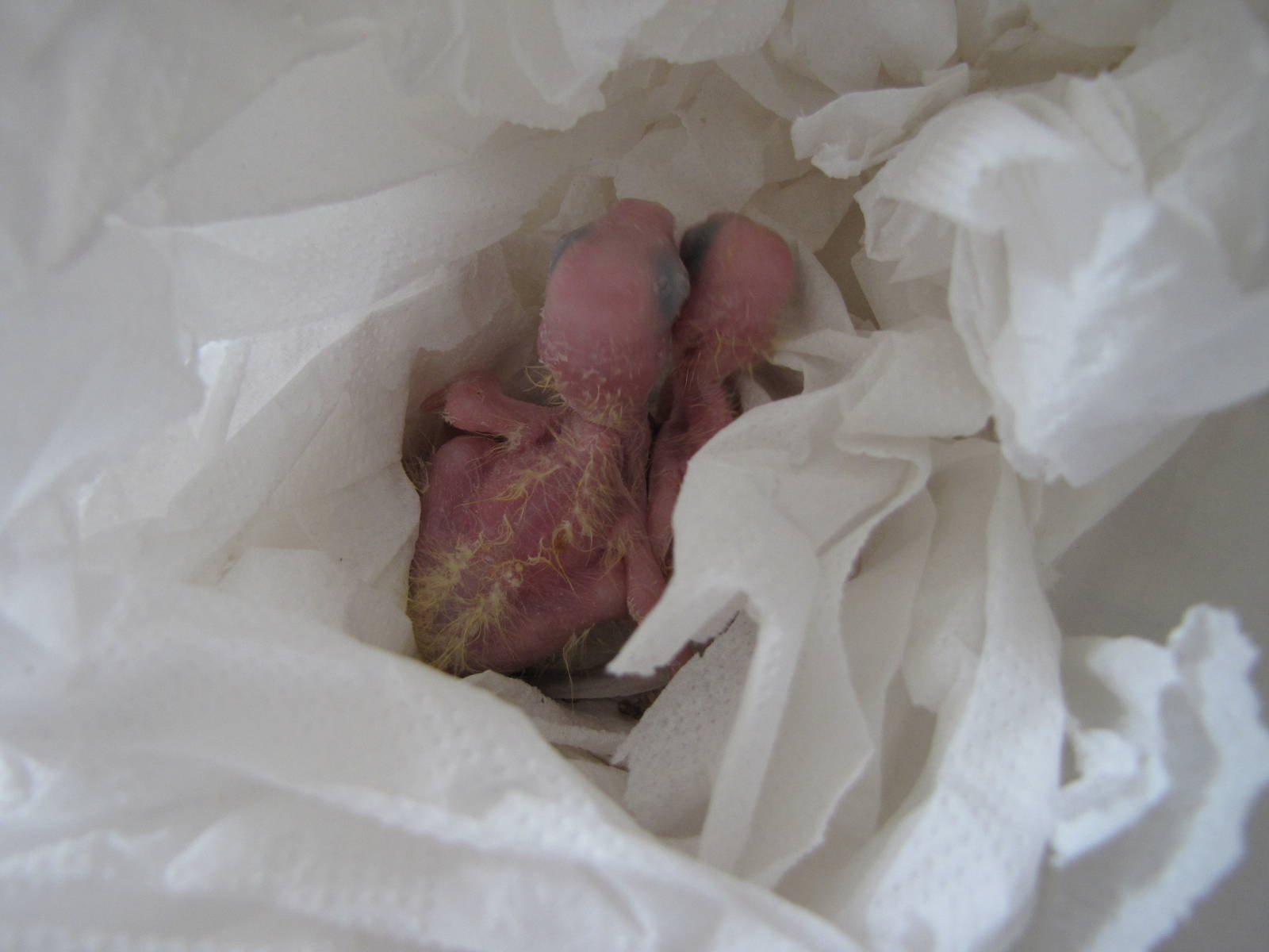 Goffin's cockatoo chick