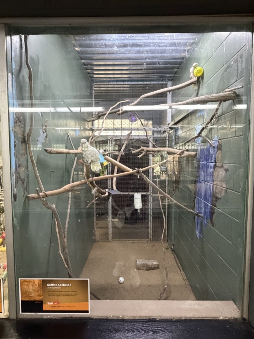 goffin's cockatoo exhibit