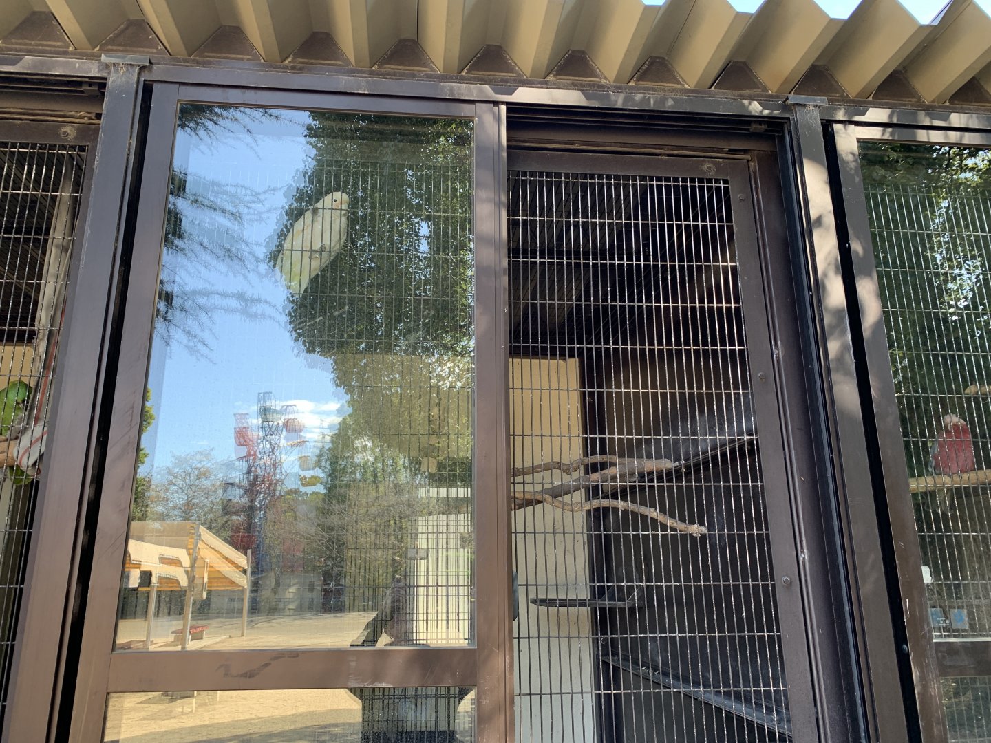 Goffin’s Cockatoo (Himeji City Zoo)