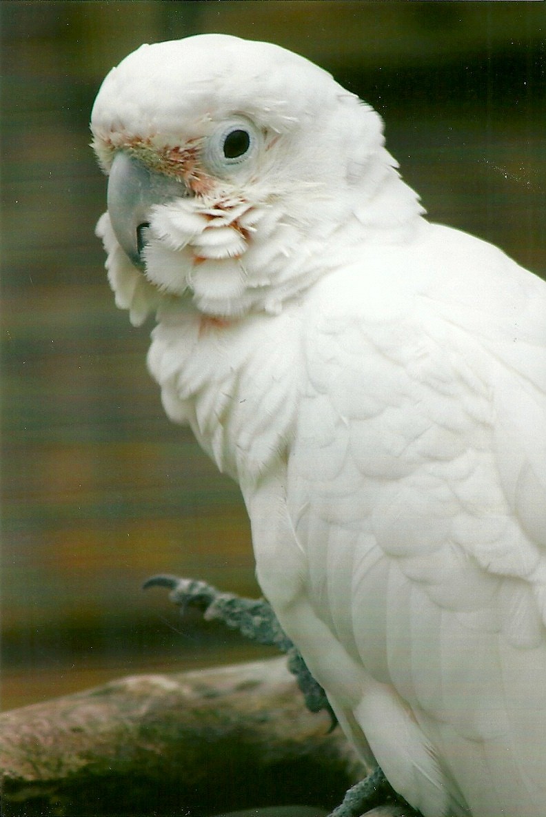 Goffin's Cockatoo Millie 10th September 2012