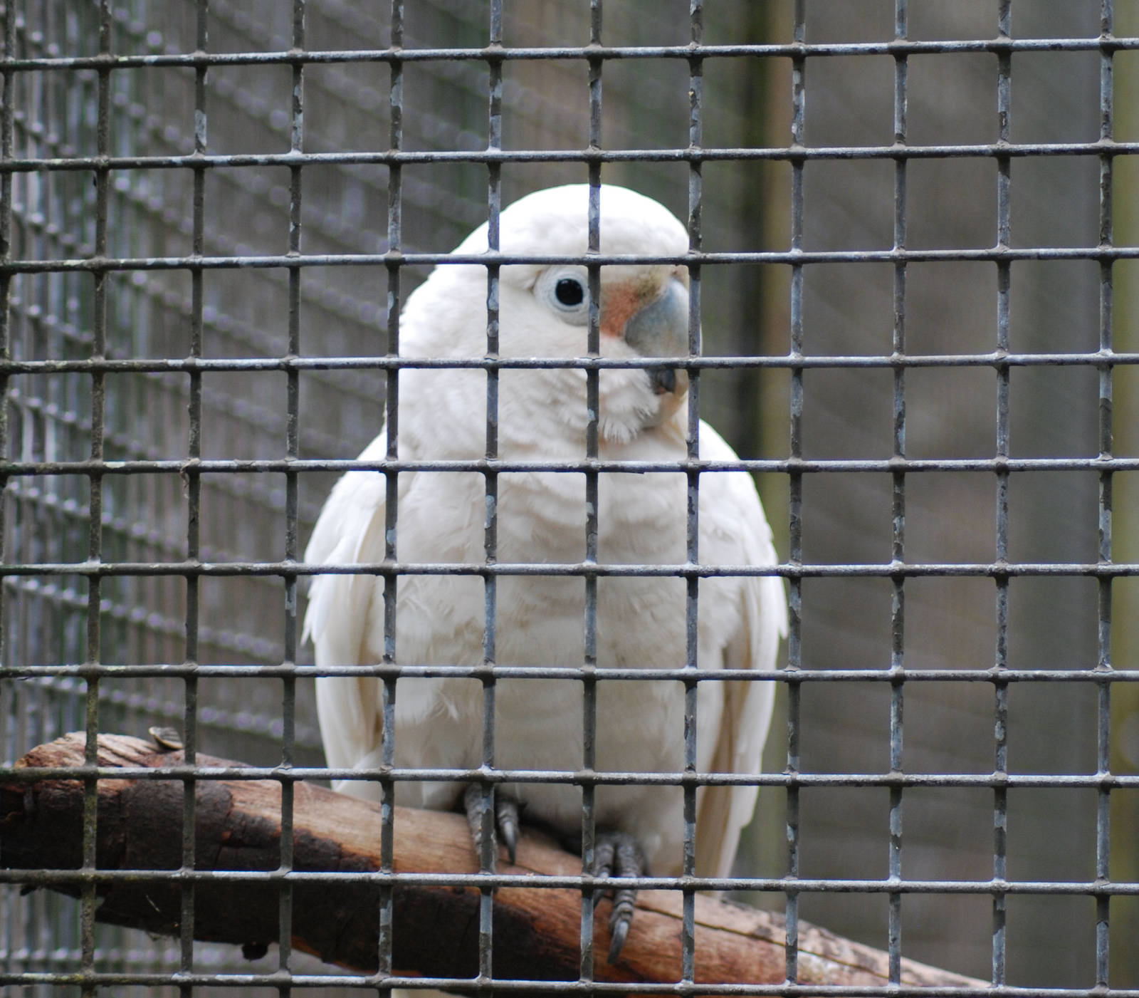 GOFFINS COCKATOO