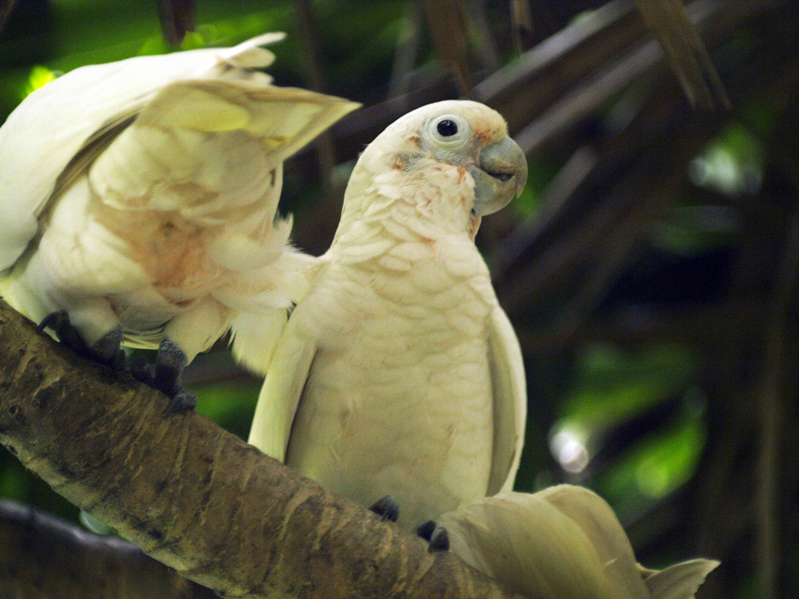 Goffin's cockatoo