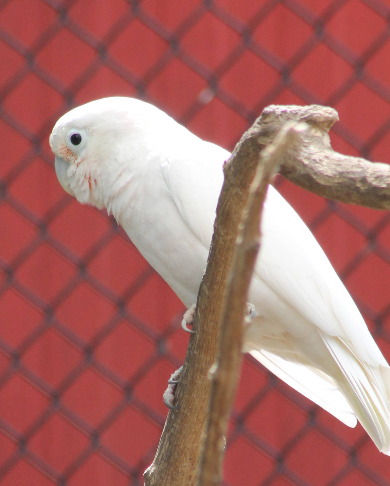 Goffin's cockatoo