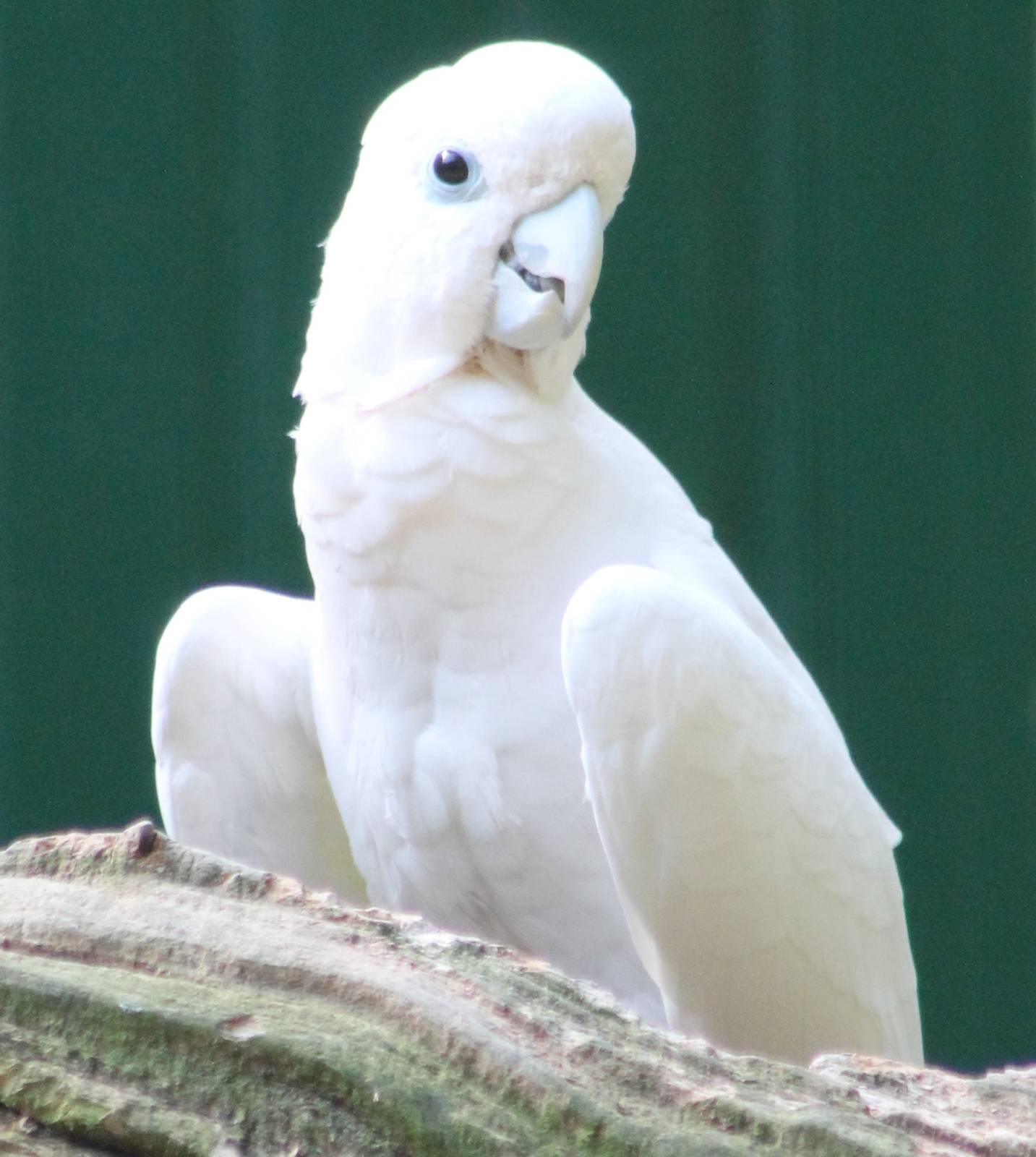 Goffin's cockatoo