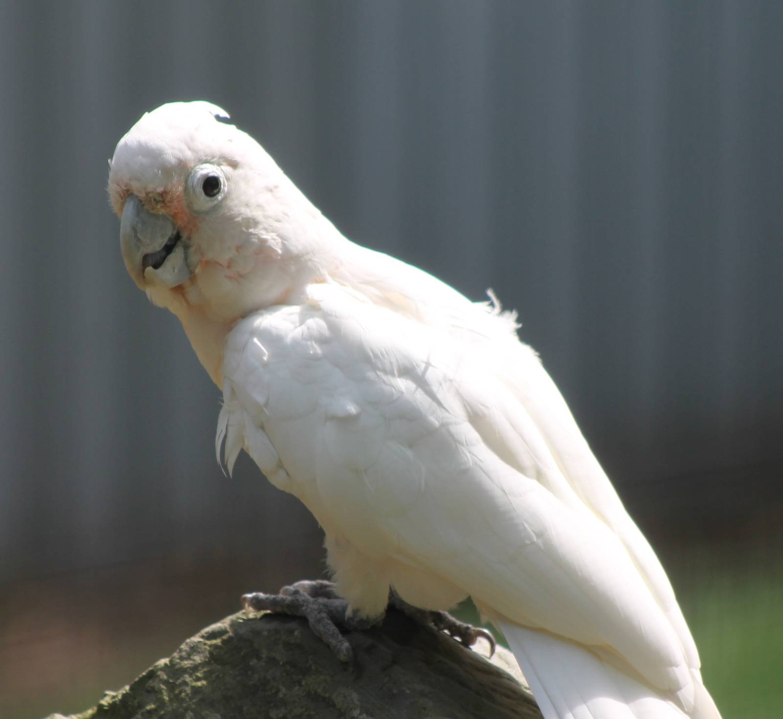 Goffin's cockatoo