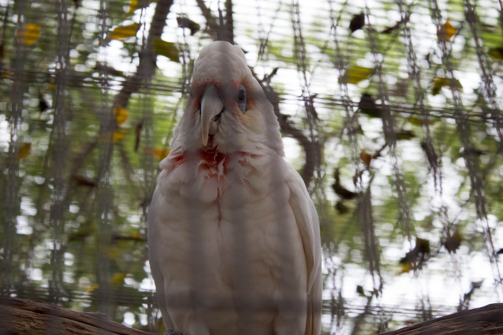 Goffin's cockatoo