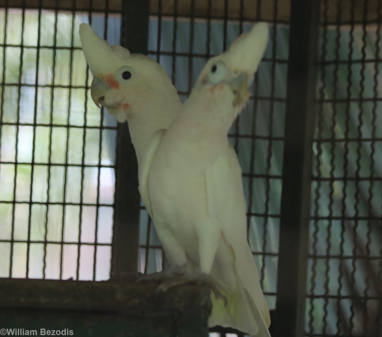 Goffin's Cockatoo