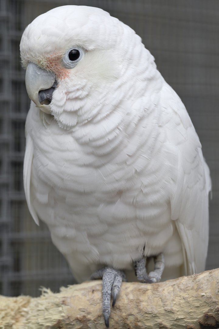 Goffin's cockatoo