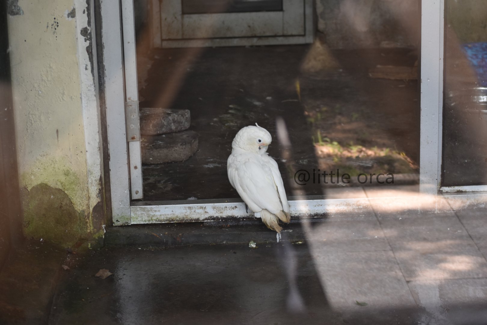 Goffin's corella/Tanimbar cockatoo (Cacatua goffiniana /Cacatua goffini)