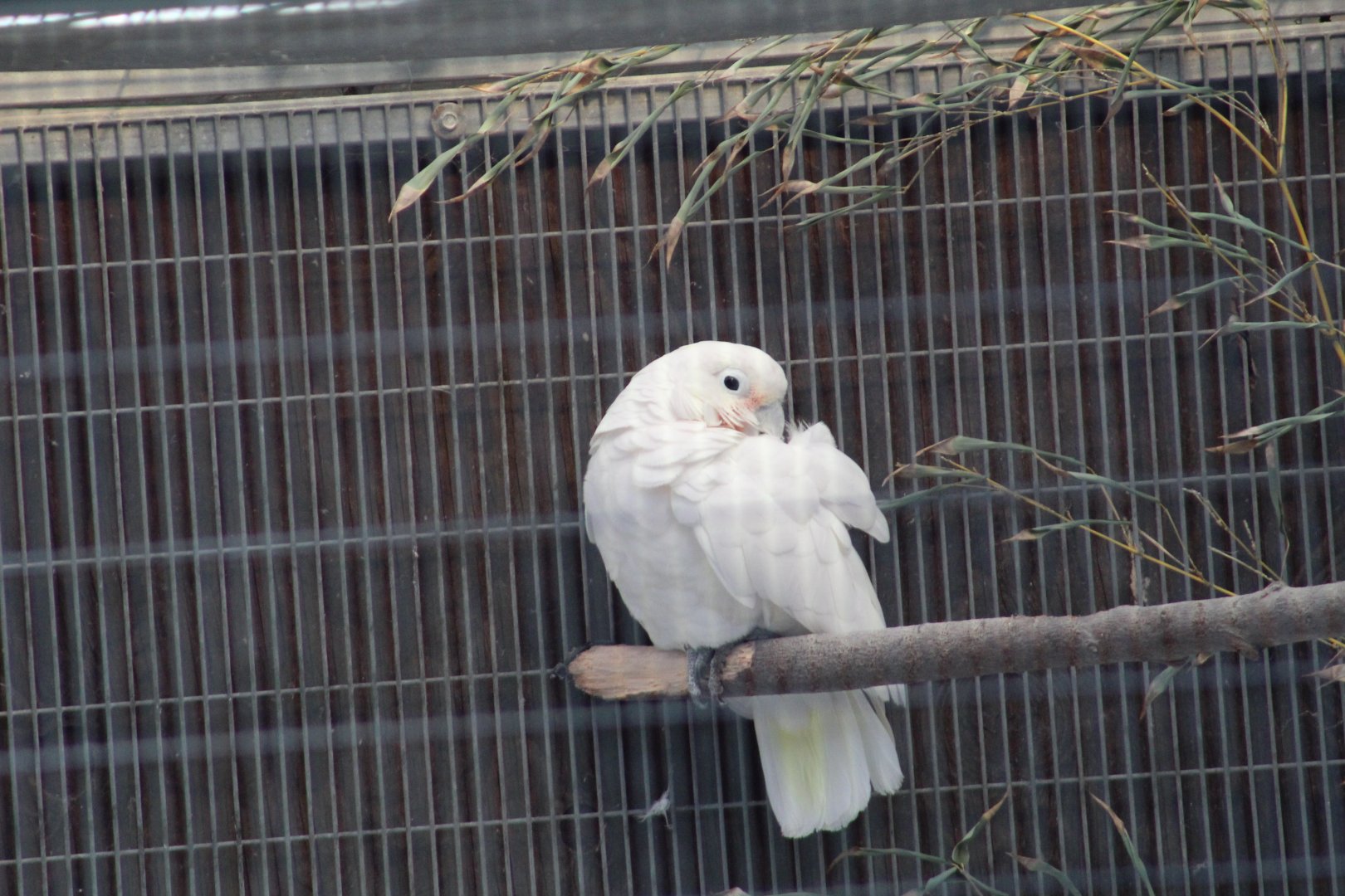 Goffin's Corella