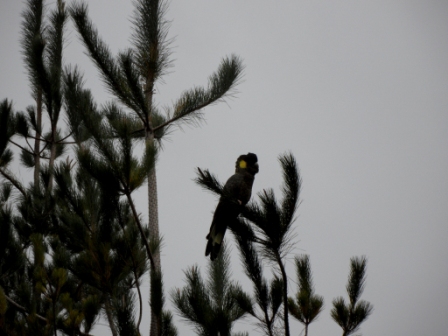 Gog Range Regional Reserve, Tasmania