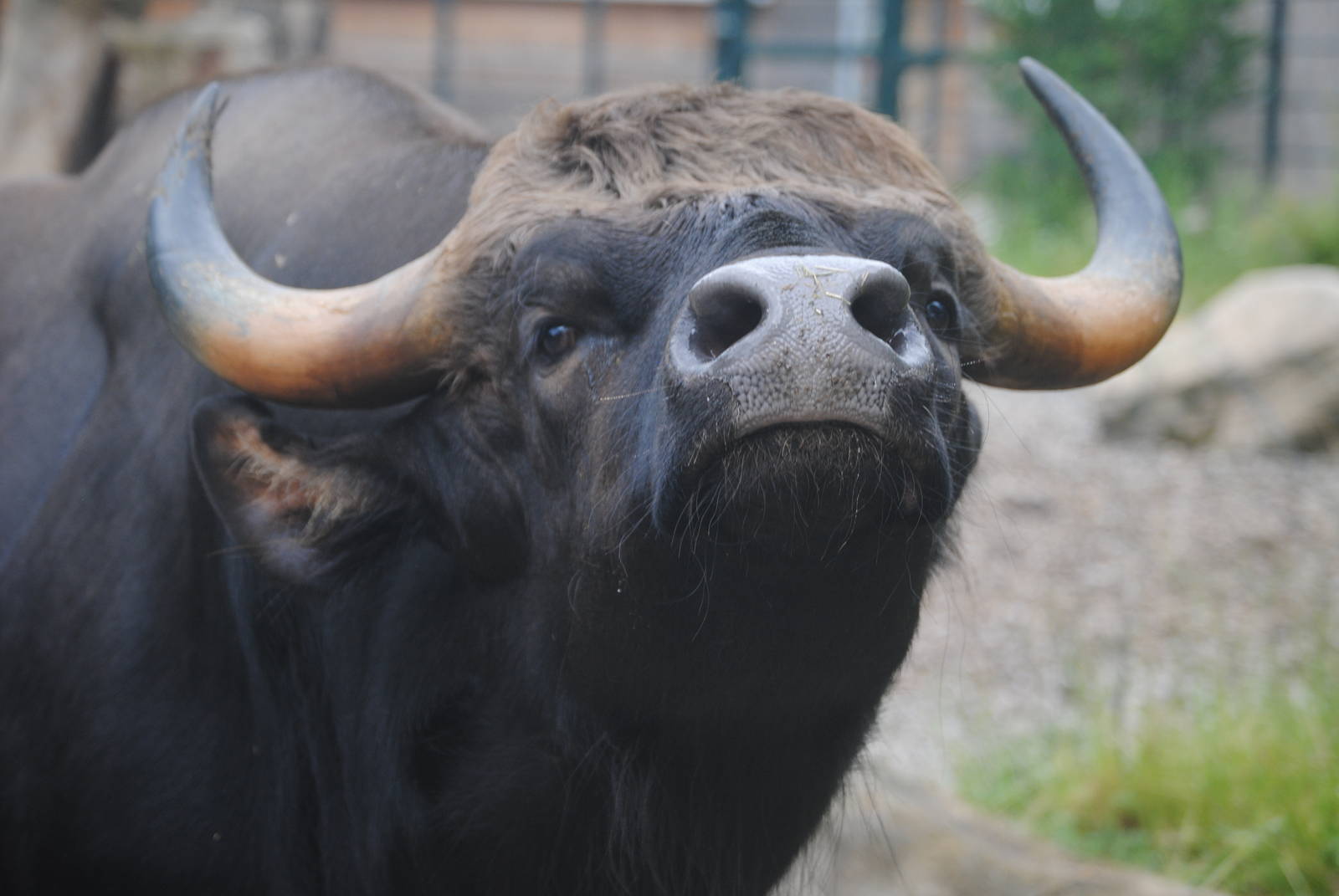 Gogol, the male Gaur
