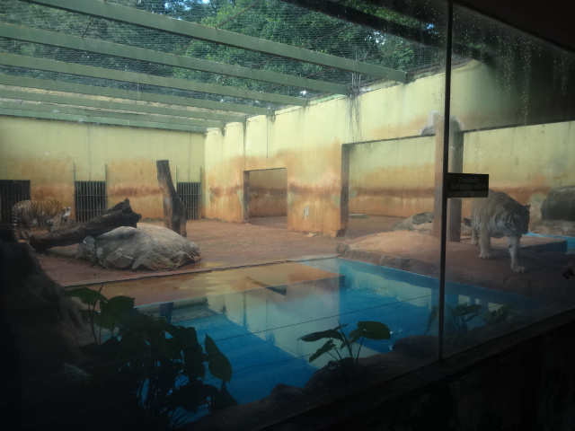 Goiânia zoo - bengal-tiger exhibit