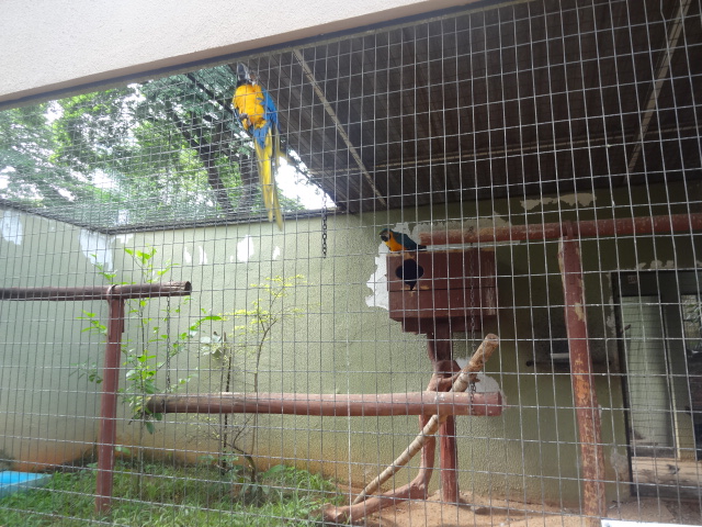 Goiânia zoo - blue-and-yellow-macaw aviary