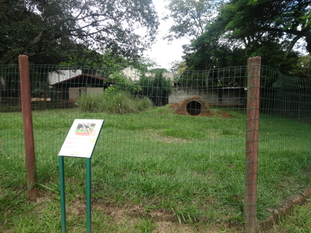 Goiânia zoo - giant-anteater exhibit
