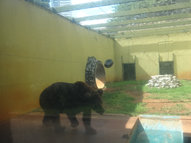 Goiânia zoo - grizzly-bear exhibit