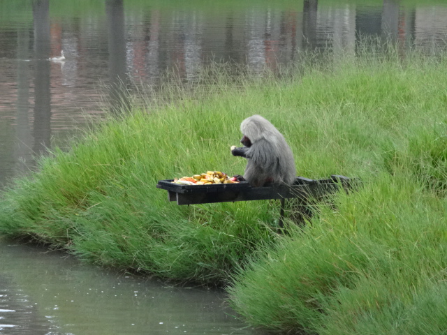 Goiânia zoo - hamadryas baboon island