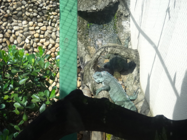 Goiânia zoo - Iguana exhibit
