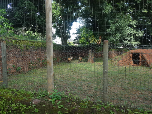 Goiânia zoo - maned wolf exhibit