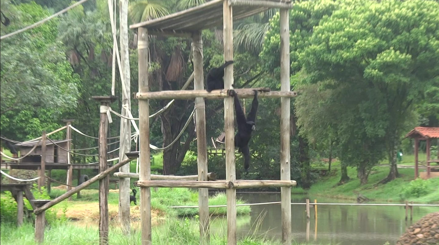 Goiânia zoo - siamangs in their islands