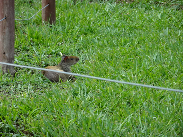 Goiânia zoo - wild agouti