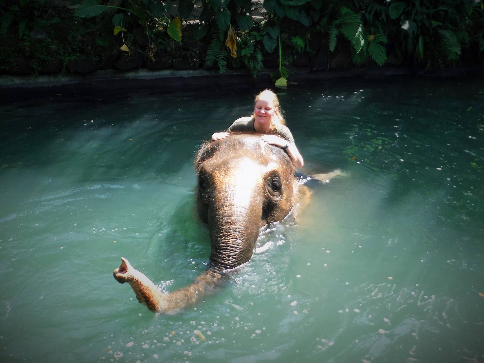 Going for a swm - Bali Zoo 2015