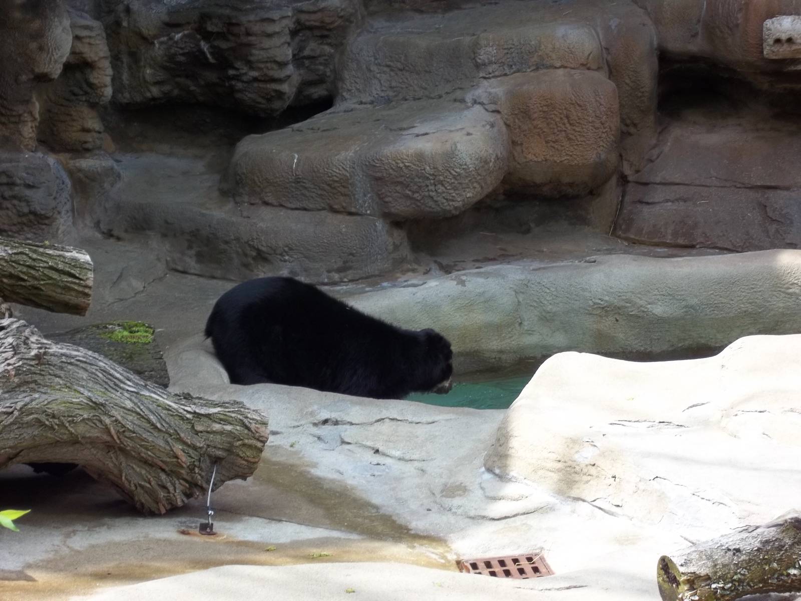 Going In For A Swim!