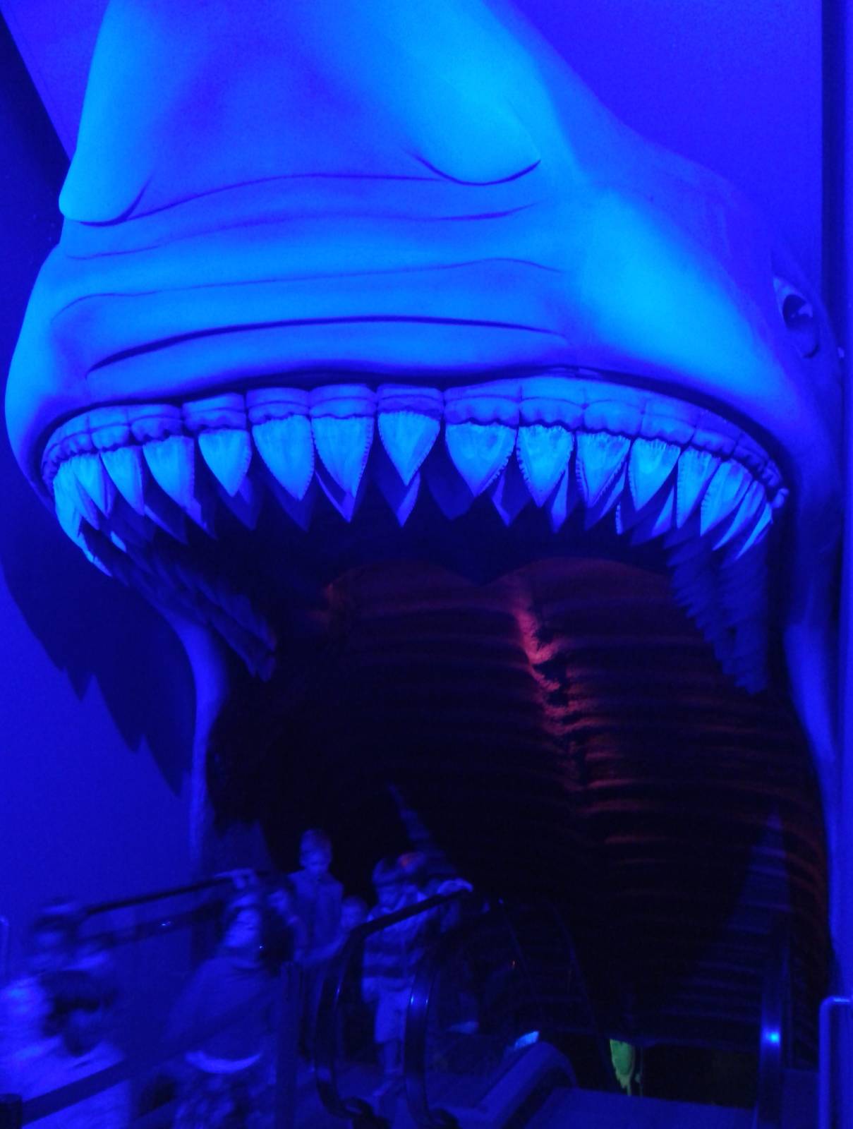 Going into the shark