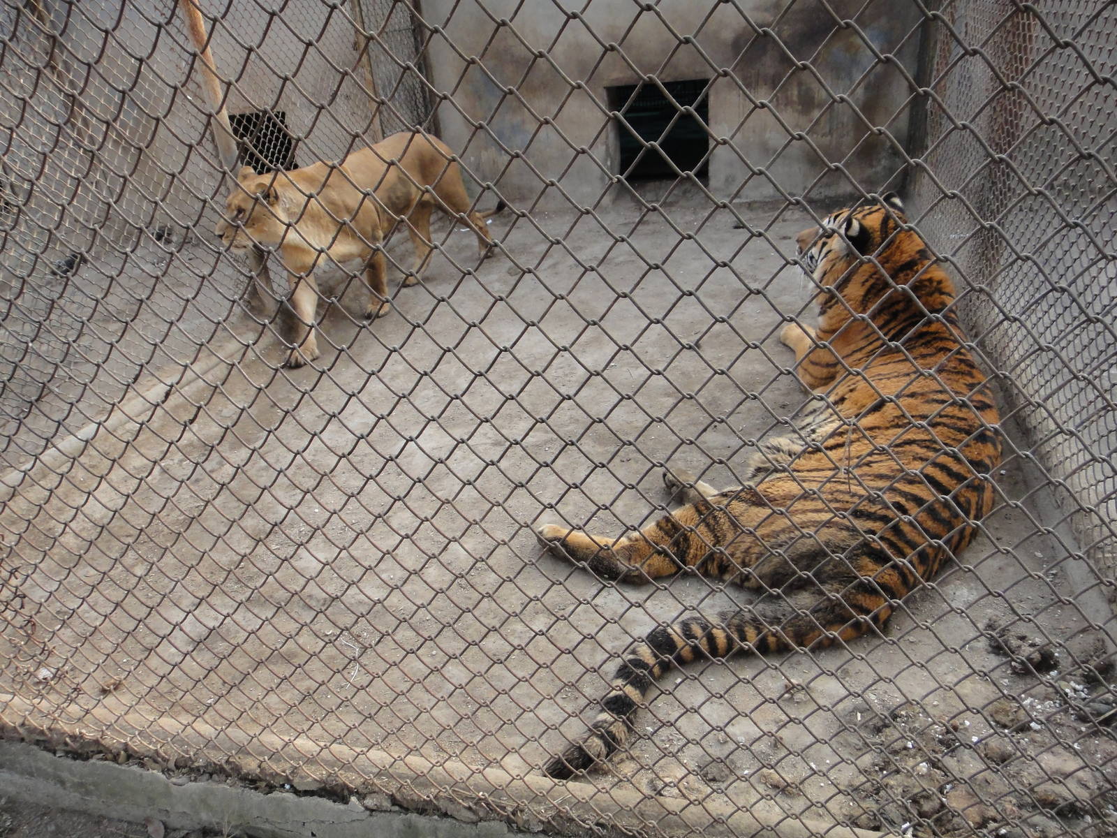 Going to make tigons?