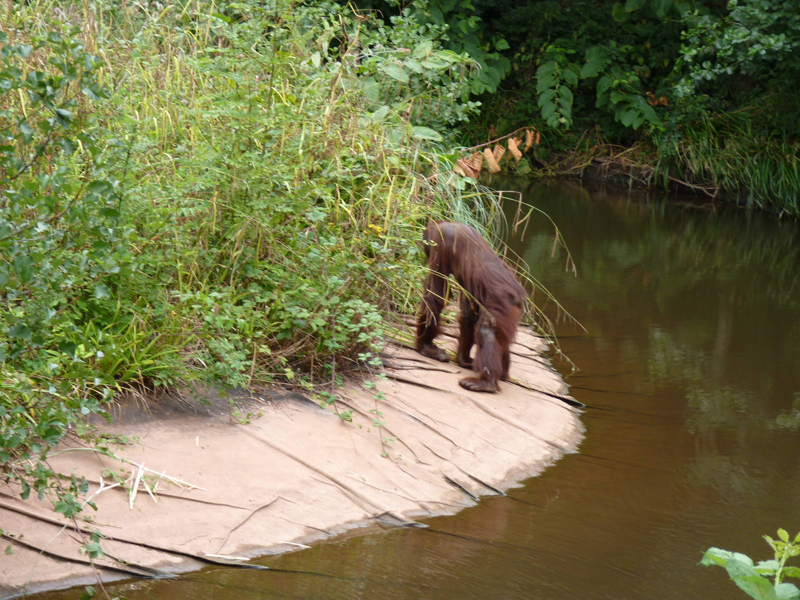 Going where no orangutan has gone before