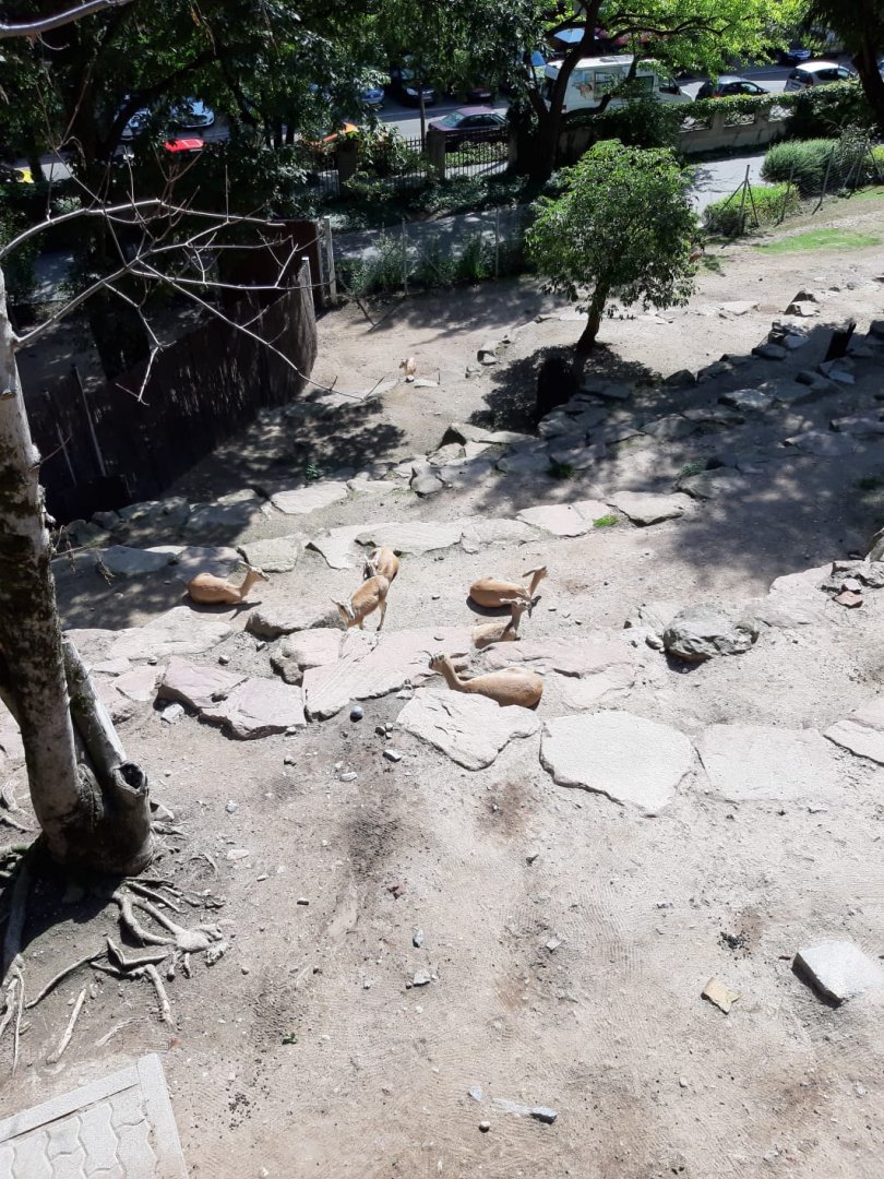 Goitered gazelle Enclosure