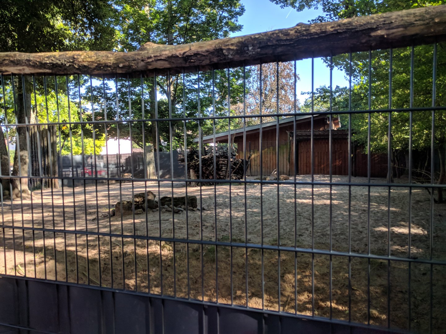 Goitered Gazelle Enclosure